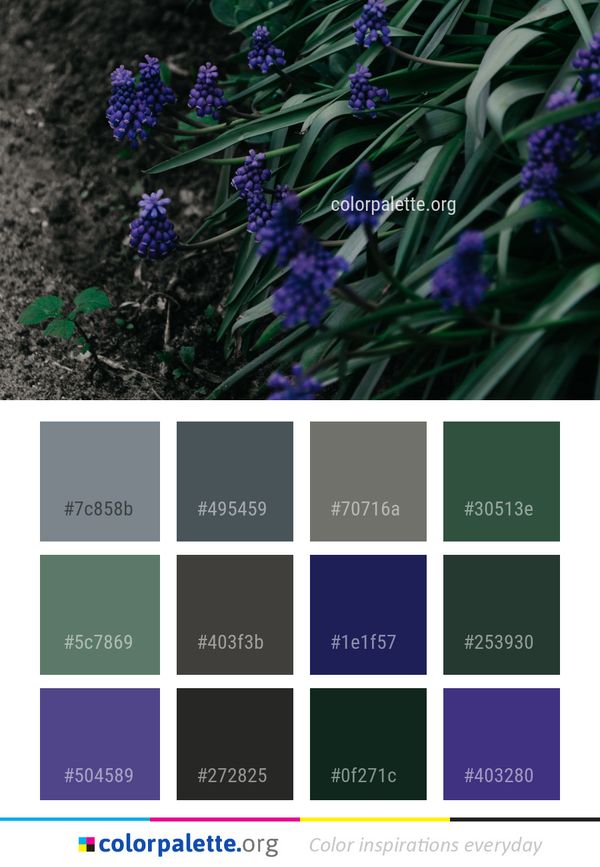 Blue Plant Flower Color Palette
