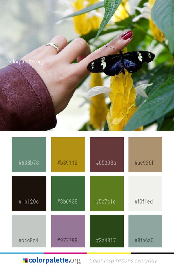 Butterfly Insect Moths And Butterflies Color Palette