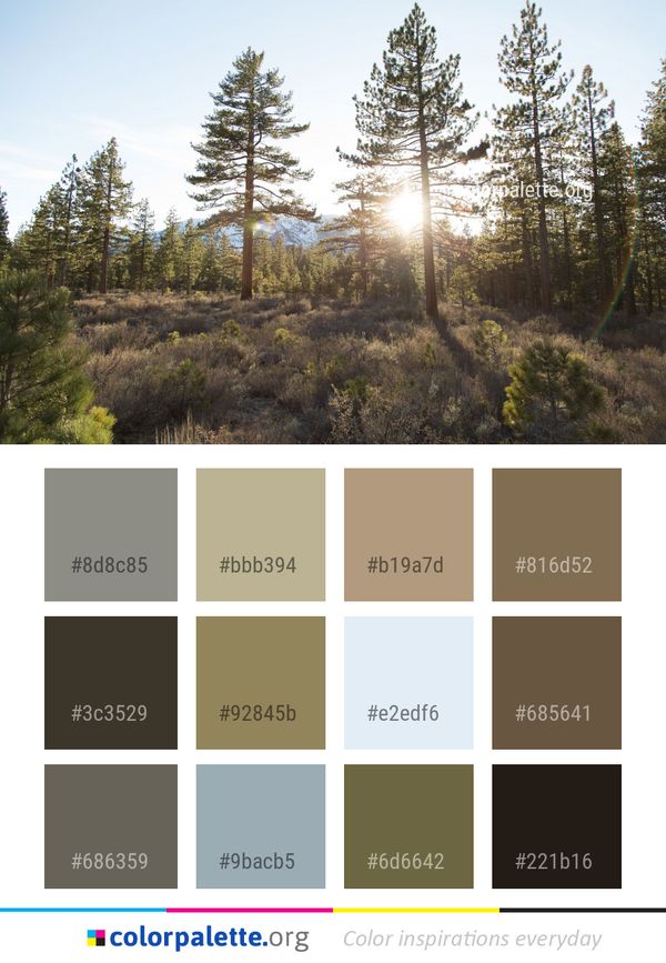 Ecosystem Tree Wilderness Color Palette