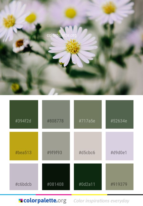 Flower Daisy Yellow Color Palette