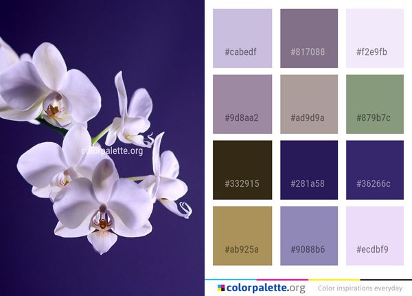 Flower Flowering Plant Moth Orchid Color Palette