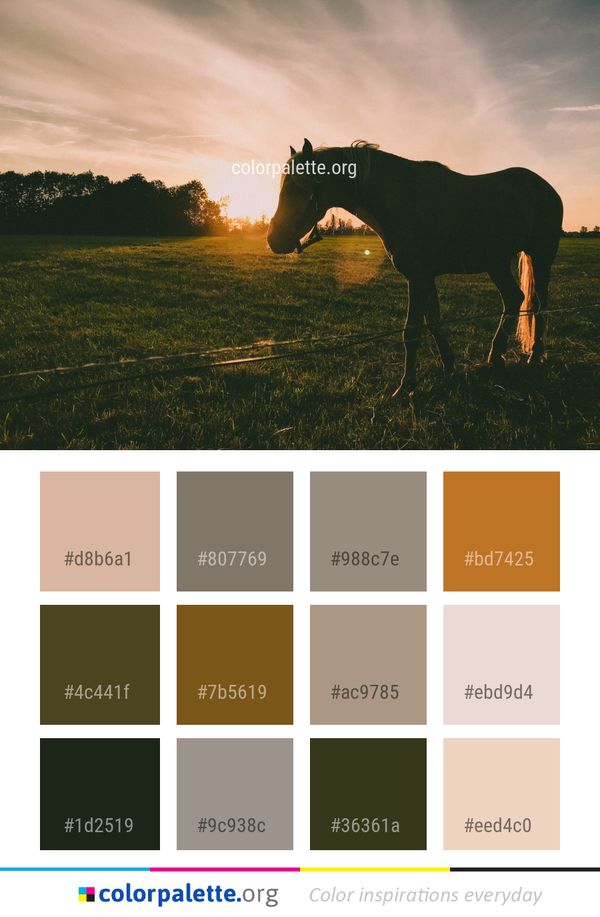Grassland Horse Sky Color Palette