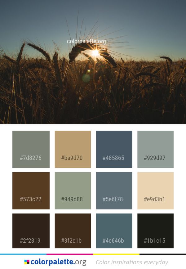 Sky Field Wheat Color Palette