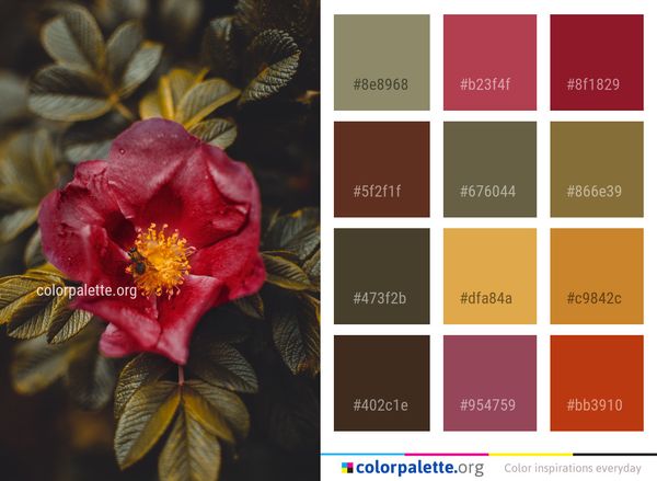 Flower Red Flowering Plant Color Palette