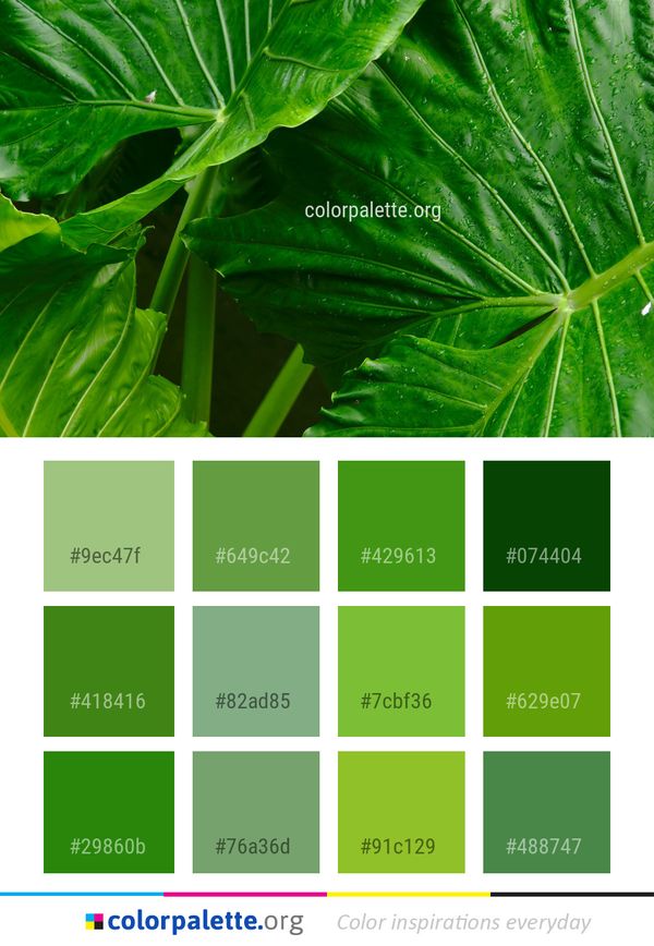 Leaf Plant Green Color Palette
