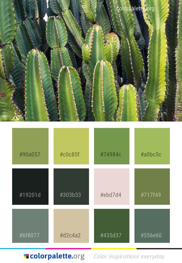 Plant Vegetation Cactus Color Palette