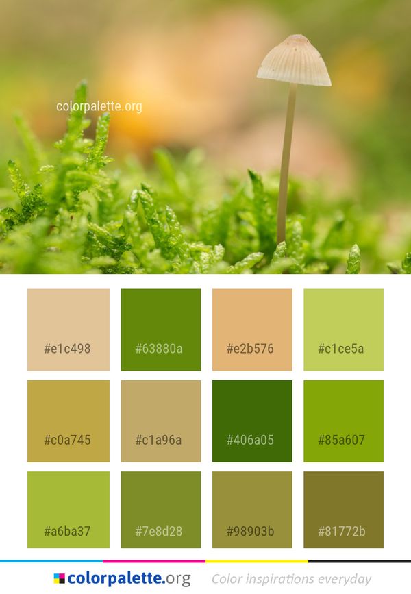 Vegetation Grass Leaf Color Palette