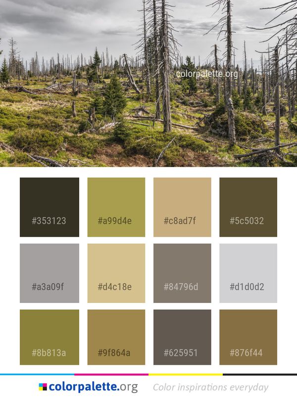 Ecosystem Wilderness Spruce Fir Forest Color Palette