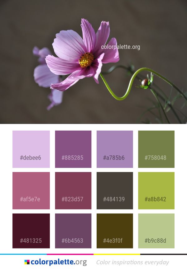 Flower Flora Plant Color Palette