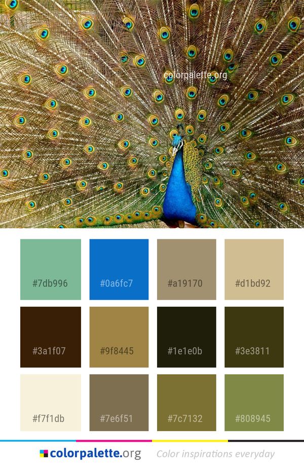 Peafowl Galliformes Feather Color Palette