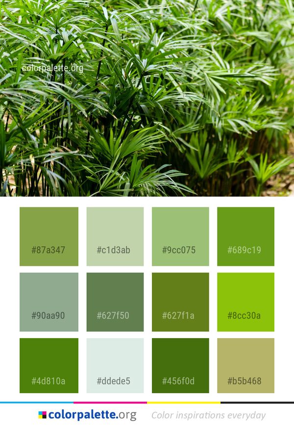 Plant Vegetation Arecales Color Palette