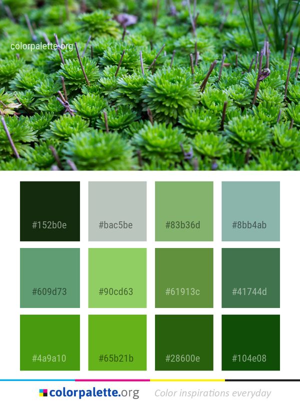 Plant Vegetation Flora Color Palette