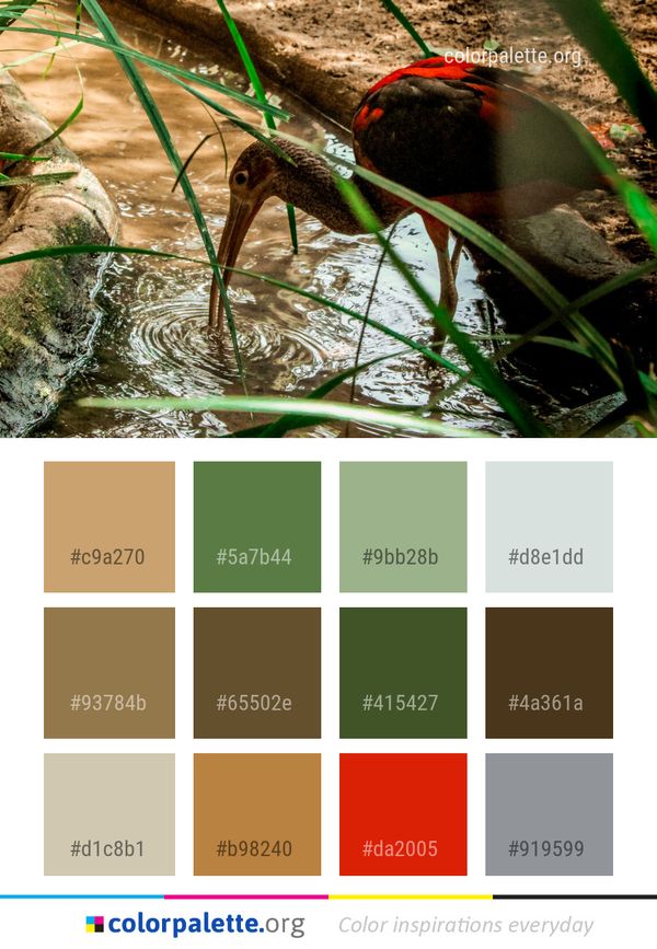 Fauna Bird Water Color Palette