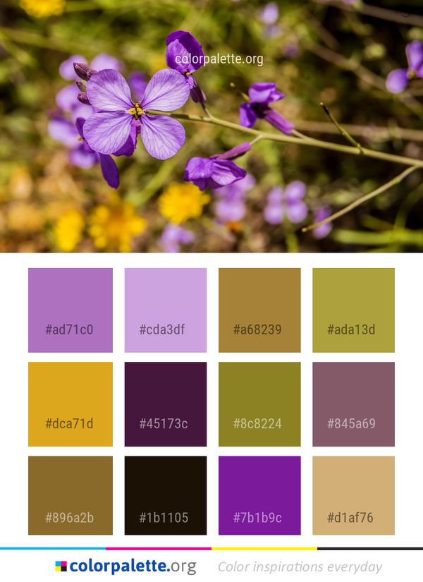 Flower Flora Plant Color Palette