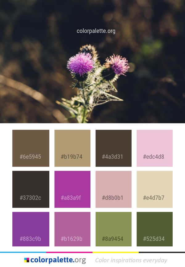 Flower Flora Thistle Color Palette