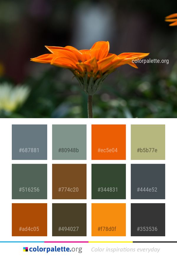 Flower Flora Yellow Color Palette
