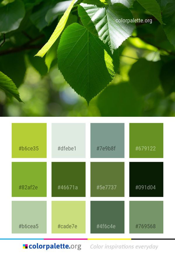 Leaf Tree Plant Color Palette
