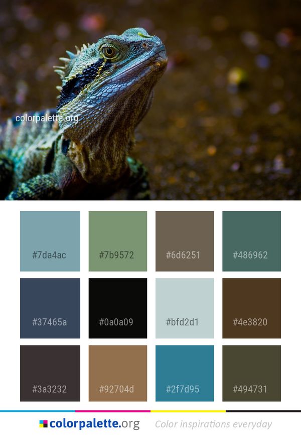 Reptile Fauna Iguana Color Palette