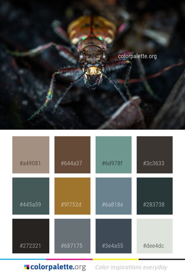Insect Macro Photography Invertebrate Color Palette