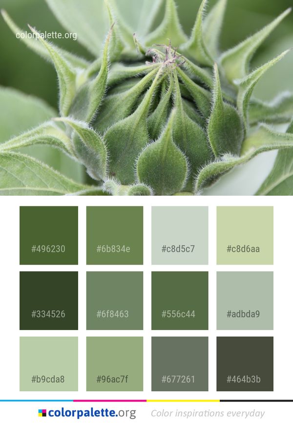 Plant Flora Leaf Color Palette