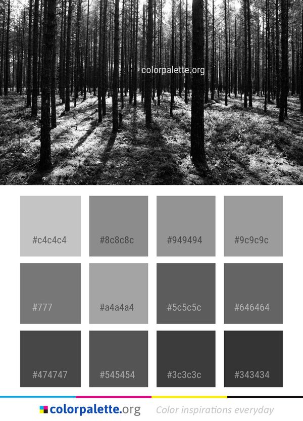 Tree Forest Black And White Color Palette