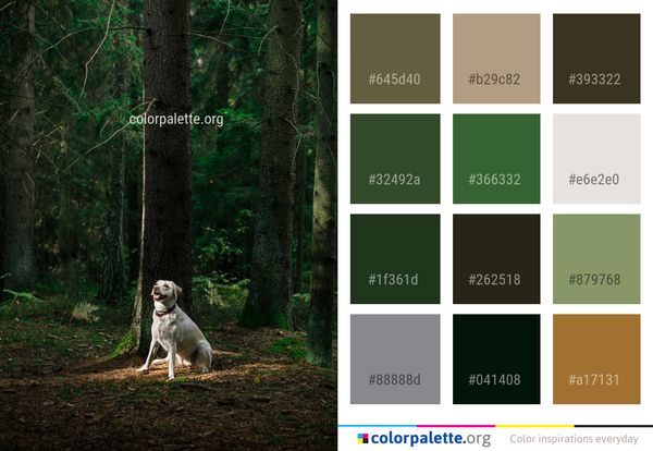 Woodland Nature Forest Color Palette