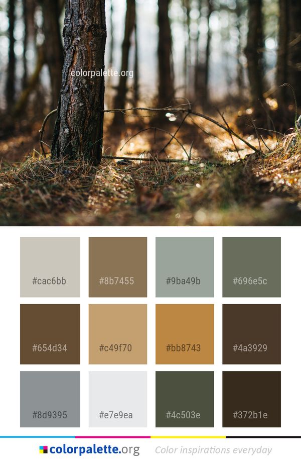 Woodland Nature Tree Color Palette