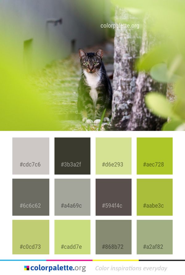 Cat Green Small To Medium Sized Cats Color Palette