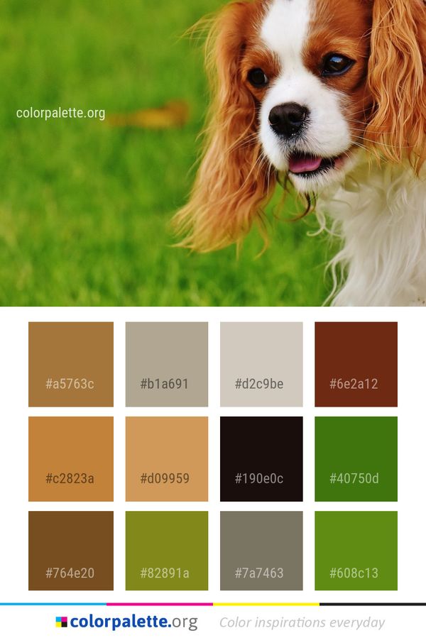 Dog Breed King Charles Spaniel Color Palette