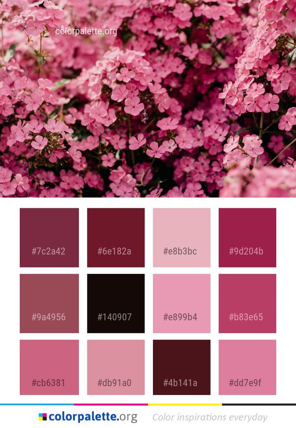 Flower Pink Plant Color Palette