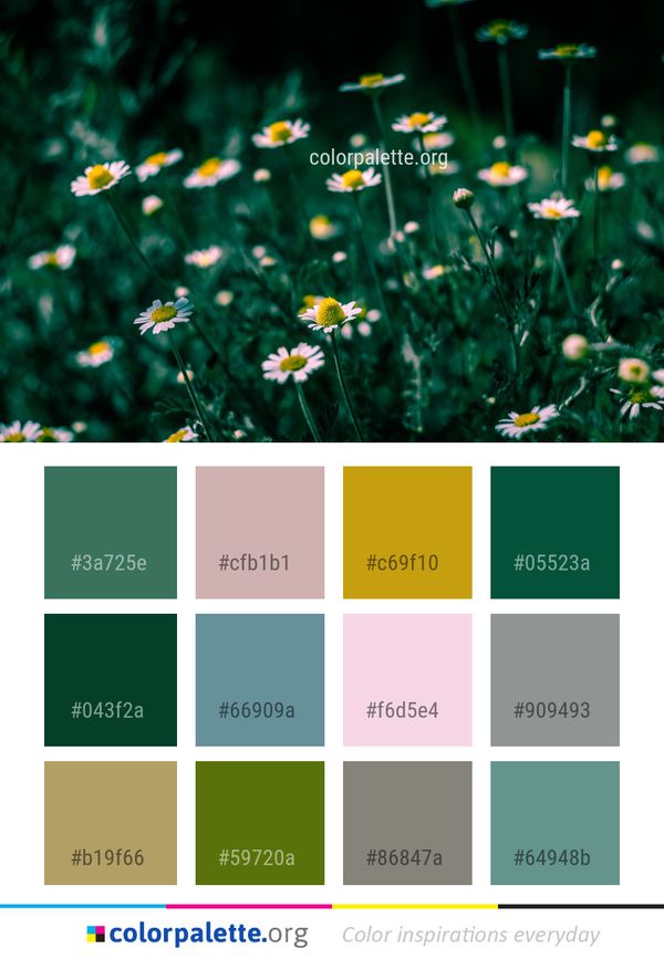Flower Plant Wildflower Color Palette