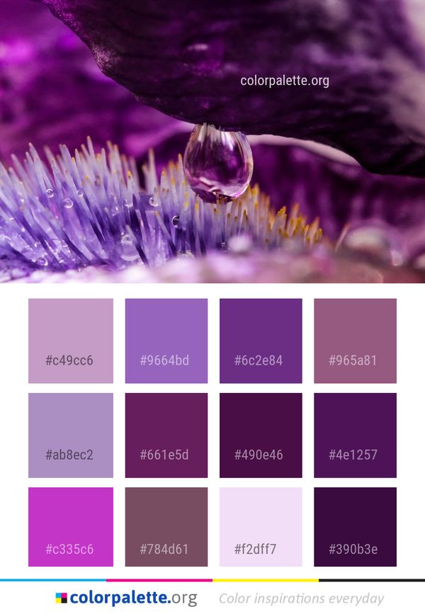 Flower Purple Violet Color Palette