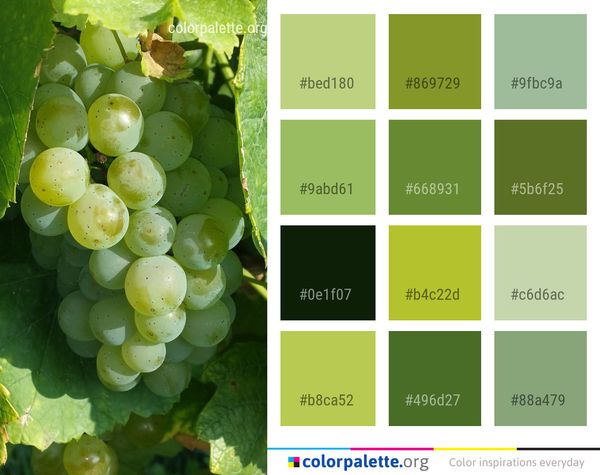 Grape Grapevine Family Seedless Fruit Color Palette
