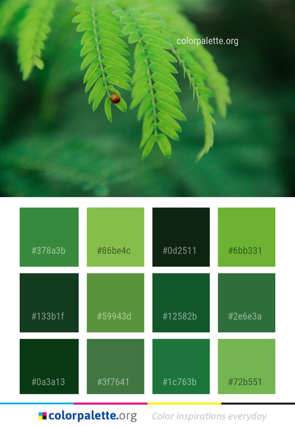 Leaf Vegetation Close Up Color Palette