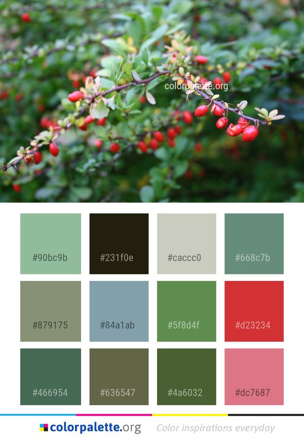 Plant Buffaloberries Flora Color Palette