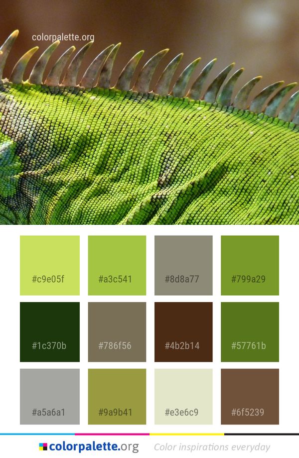 Vegetation Plant Leaf Color Palette