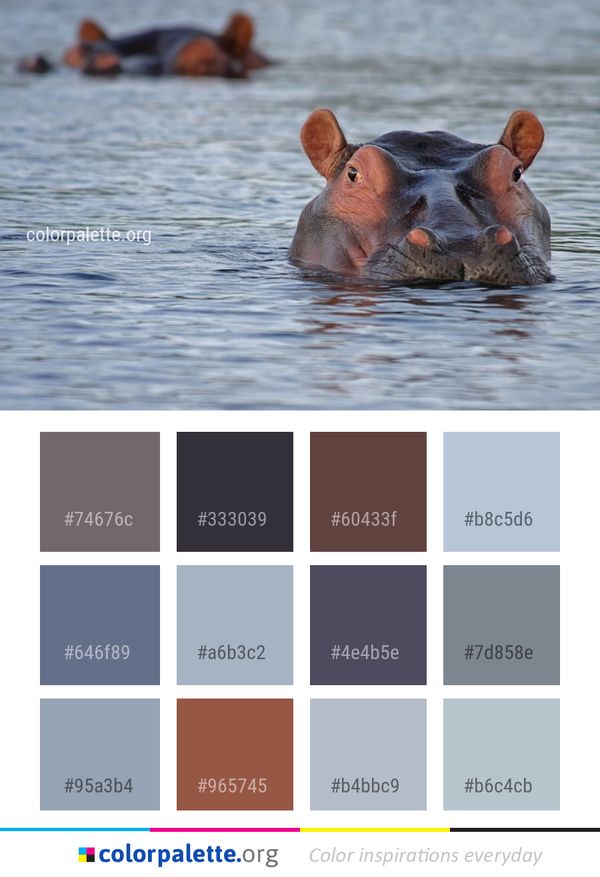 Wildlife Fauna Hippopotamus Color Palette