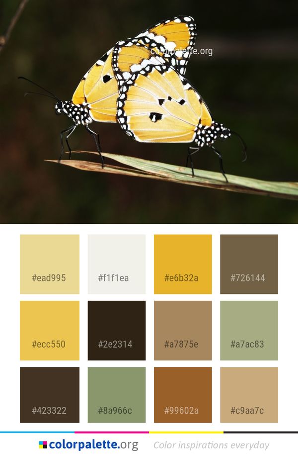 Butterfly Moths And Butterflies Insect Color Palette