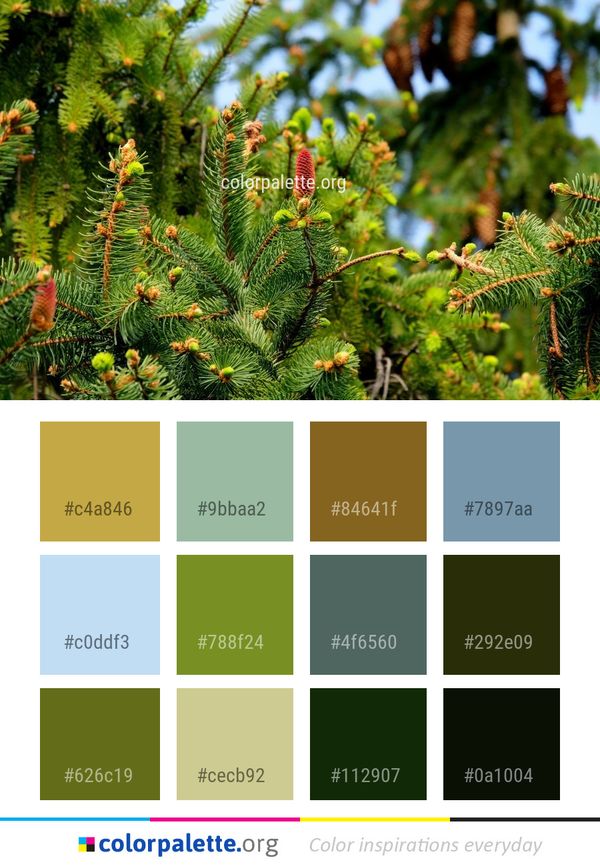 Vegetation Ecosystem Tree Color Palette