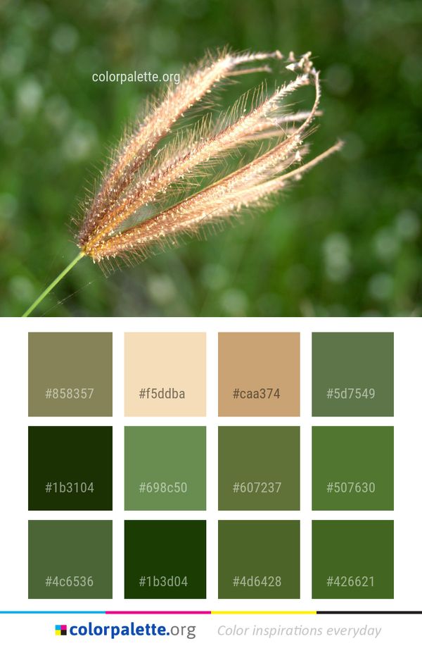 Vegetation Grass Family Color Palette