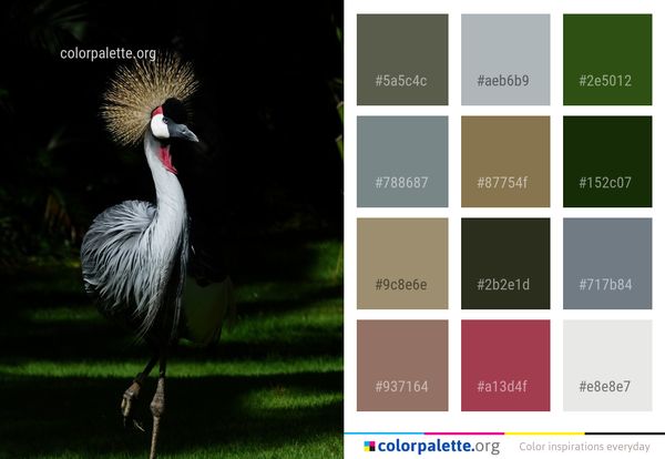 Bird Beak Crane Like Color Palette