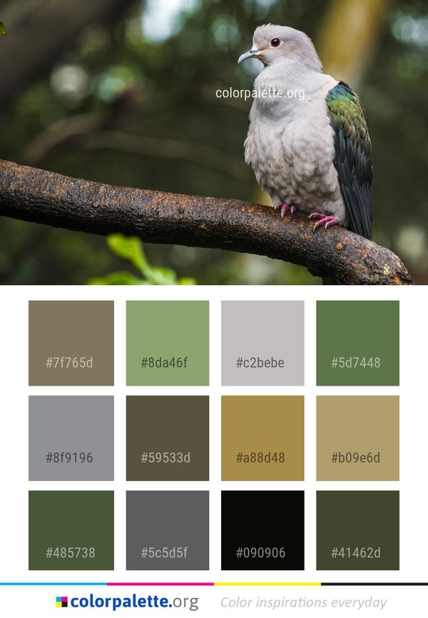 Bird Beak Fauna Color Palette