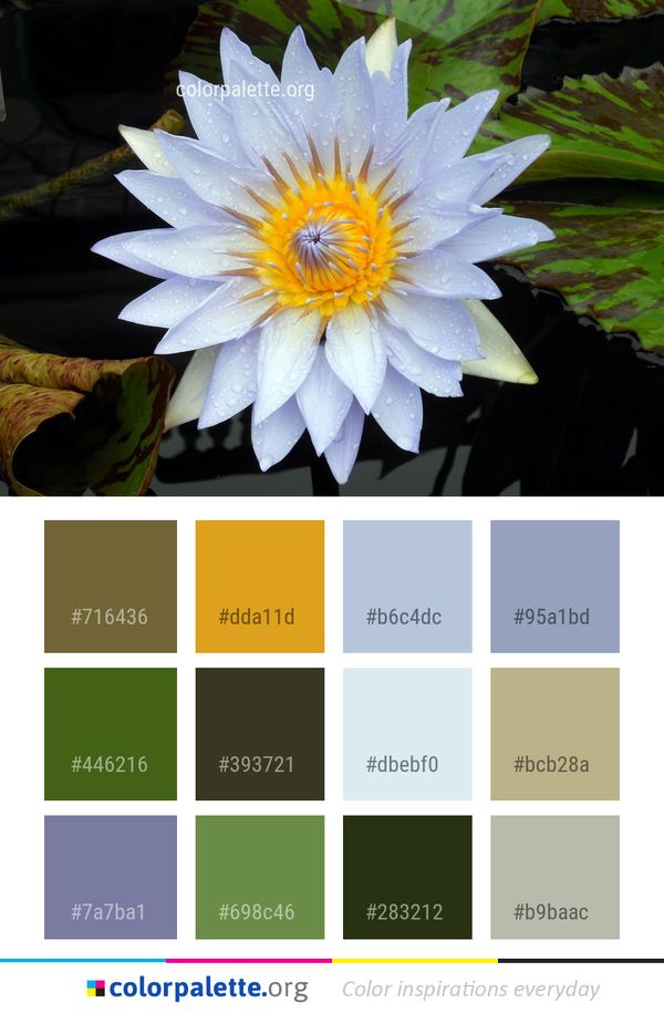 Flower Flora Plant Color Palette
