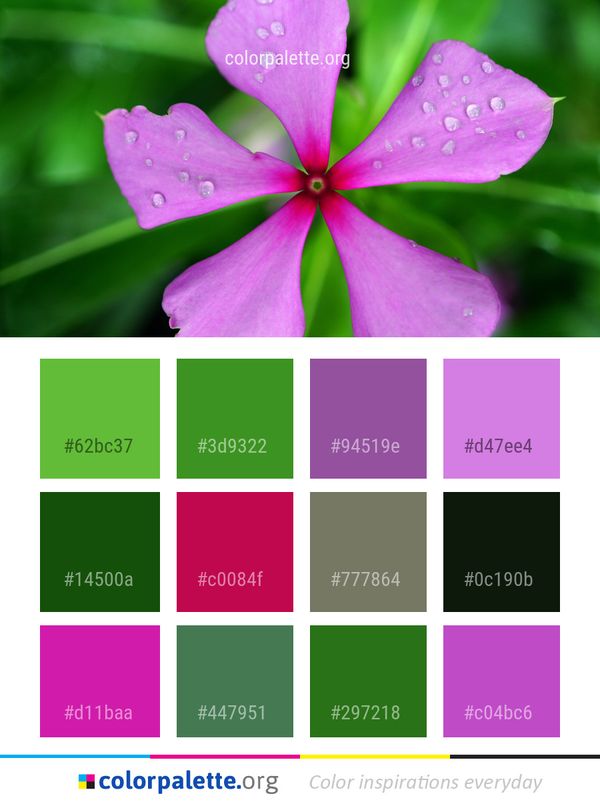 Flower Pink Flora Color Palette