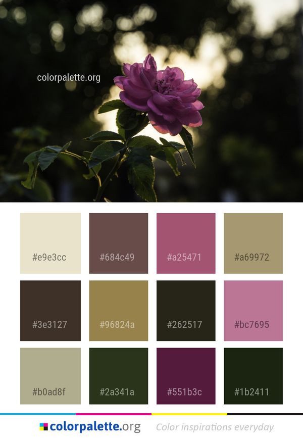 Flower Pink Plant Color Palette