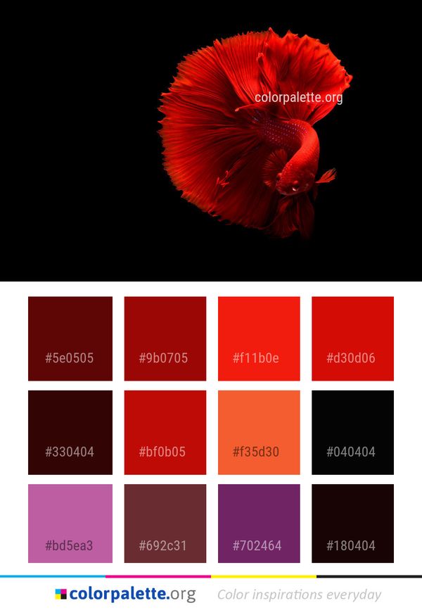 Flower Red Flowering Plant Color Palette