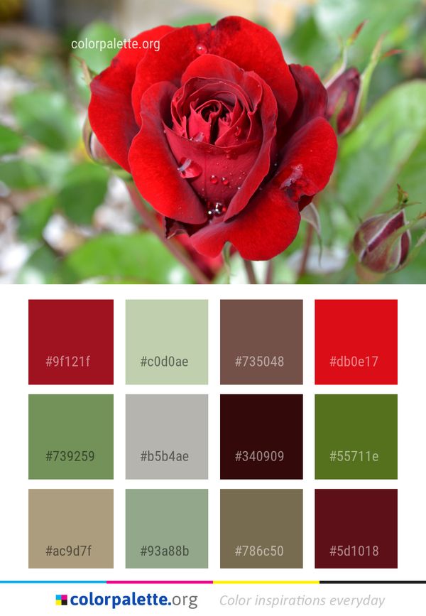 Flower Rose Red Color Palette