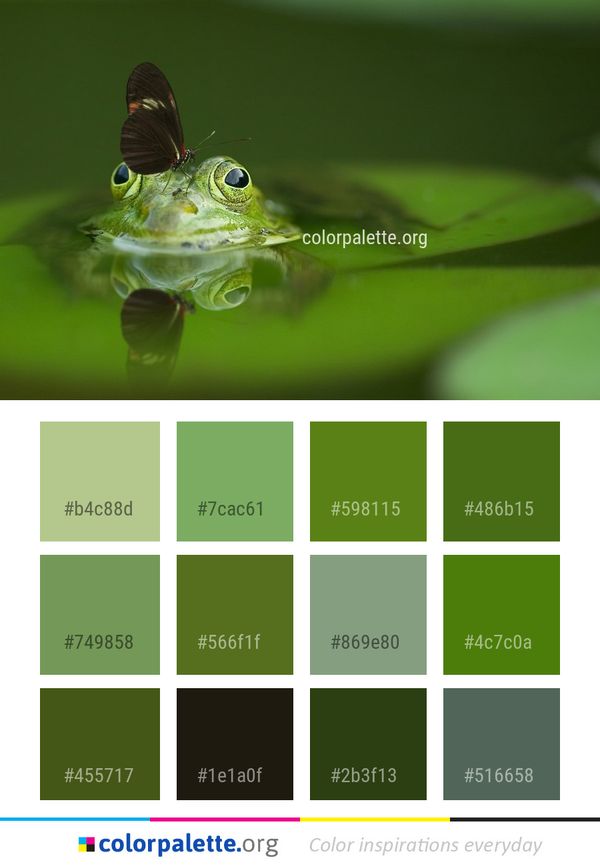 Green Fauna Ranidae Color Palette