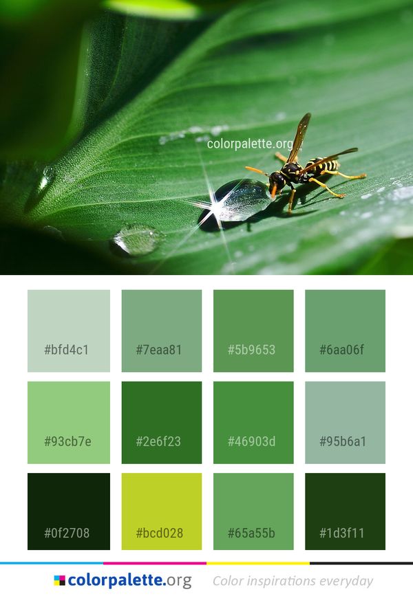 Insect Macro Photography Close Up Color Palette