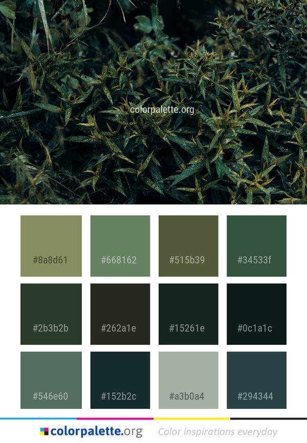 Plant Grass Family Color Palette